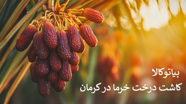 کاشت خرما با باردهی در کمترین مدت
